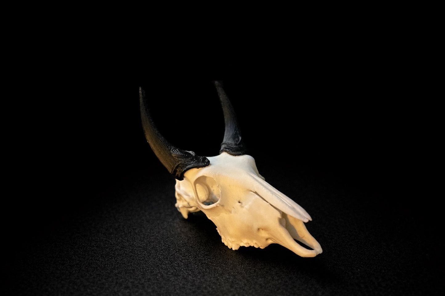 Bull Nilgai European 3D printed Skull