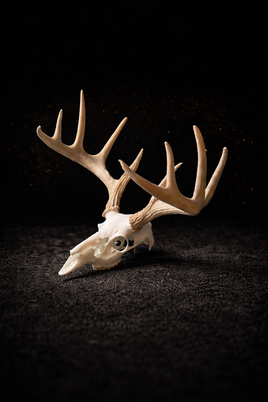 Deer Antler European Skull Model