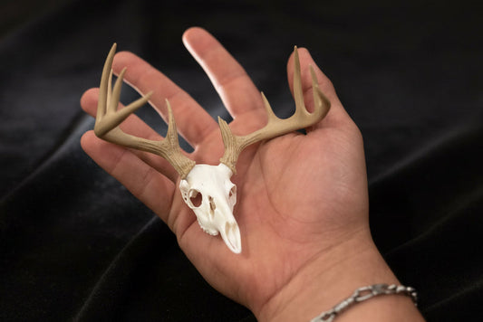 Deer Antler European 3D Printed Skull